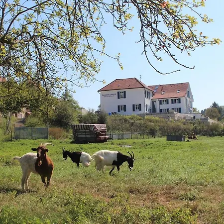 Apartman Newton - Fuer Business & Laengere Aufenthalte, Nahe Der Schweiz